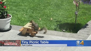 Fort Collins Man Builds Tiny Picnic Table For Squirrels
