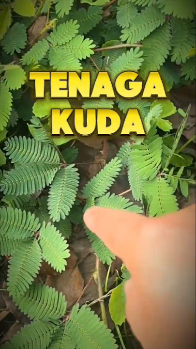 Manfaat daun putri malu #putrimalu #daunputrimalu #tanamanputrimalu #tanamanherbal  #tumbuhanobat