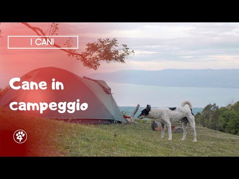 Video: 6 consigli per il campeggio con il tuo cane
