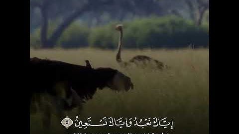 اجمل تلاوة عجيبة تهز القلب ما تيسر من سورة الفاتحة القارئ محمد جلال الكردي راحة نفسية حالات واتس اب