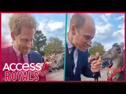 Prince Harry & Prince William Have The Sweetest Moment With Dog While Meeting With People In Crowds