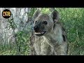 safariLIVE - Sunrise Safari - March 08, 2019