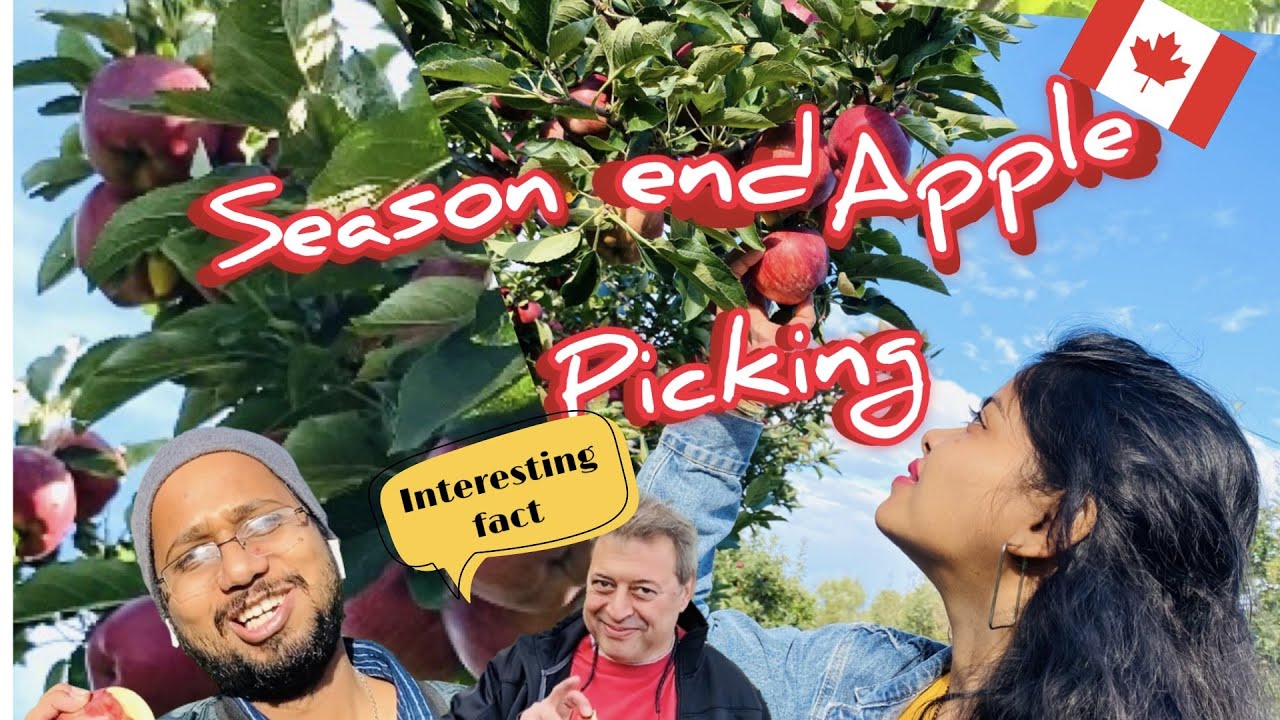 Crunch it Munch it Big'R Apple Farm 2021 Apple Picking Brampton