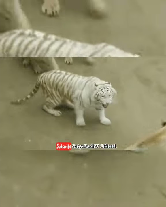 Story WA Macan Putih Terbaru