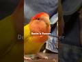 They add “custom” distressing 😂😎#shorts #short #shortvideo #shortsviral #birbs #shortsfeed