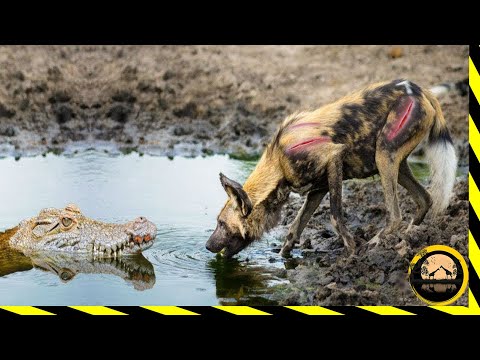 اقترب الكلب البري من  البحيرة للحصول على فريسته لكن التمساح انقض عليه،لن تصدق ما حدث