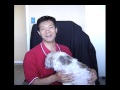 Will Potty Training Dogs Indoors With Litterbox Confuse Them? Dog Housetraining Inside Will Potty Training Dogs Indoors With Litterbox Confuse Them? Dog Housetraining Inside