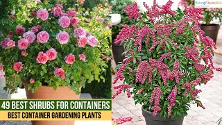 49 Best Shrubs for Containers  | Best Container Gardening Plants