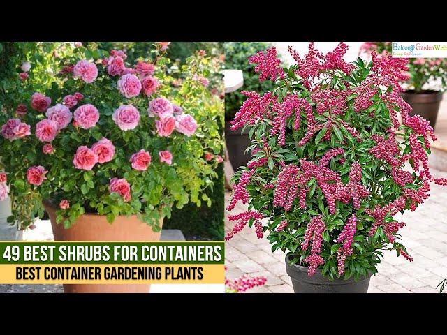49 Best Shrubs for Containers  | Best Container Gardening Plants class=