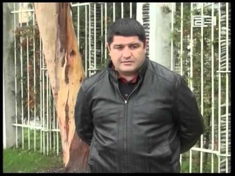 განათების ბოძების დამტვრევის ფაქტი დელფინარიუმის მიმდებარე ტერიტორიაზე