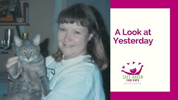 SAFE Haven for Cats - A Look at Yesterday
