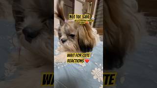 One family, many paws, endless love 🐶🐾 | Shihtzu family || #shihtzu #pets #petlover #viral #shorts
