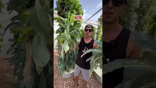 Kale Ranks As Number 3 On The Dirty Dozen List.