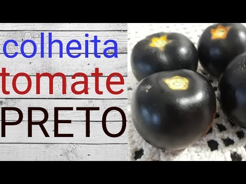 Vídeo: 5 Melhores Tomates Para Saladas Frescas, Saladas, Sucos E Armazenamento De Longo Prazo. Descrição De Variedades E Híbridos. Foto - Página 4 De 5