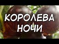 Я ОБАЛДЕЛ ОТ ЦВЕТА ЭТОГО ТОМАТА.  КОРОЛЕВА НОЧИ - ДЛЯ ТЕХ, КТО ЛЮБИТ ТОМАТЫ С АНТОЦИАНОМ!