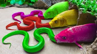 Rainbow Carp ❤️ Satisfying Colorful Koi Fish, Rainbow Catfish Eggs  Funny Stop Motion Cartoon