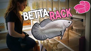 Betta Rack DIY - How I Built My Recirculating Betta Fish Rack