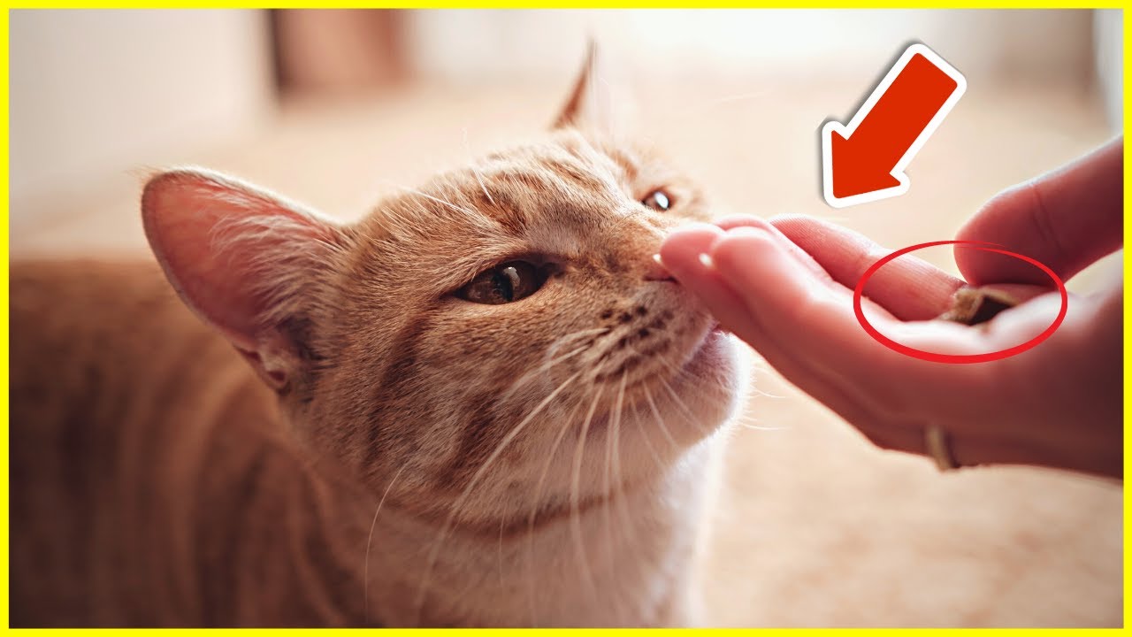 How To Teach Your Cat To Let You Sleep AT NIGHT! YouTube