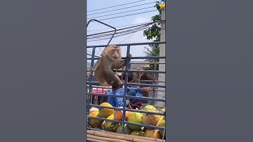 Monkey 😨 #facts #shorts