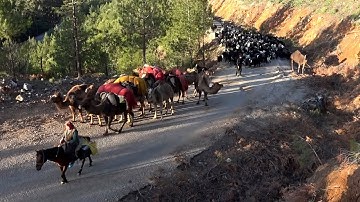 Yörüklerin 20 gün sürecek yaz göçü başladı