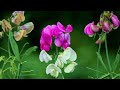 えんどうの花:童謡・唱歌をうたいましょ