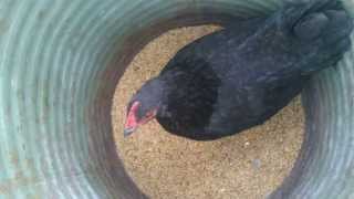 Angry Hen Killing A Mouse