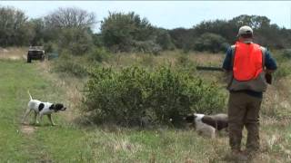 Pheasant Hunting at It's Best - Top Flight Hunting Preserve