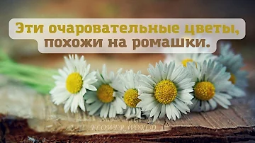 Подборка очаровательных цветов, похожих на ромашки.😍