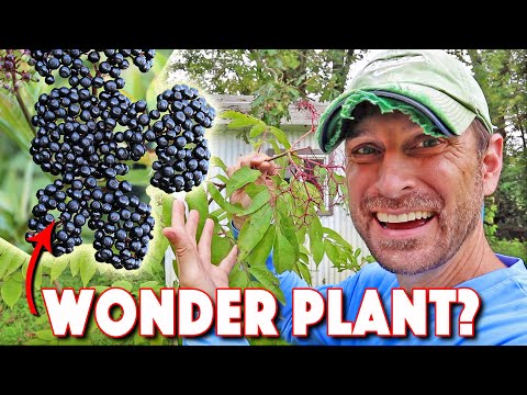 Video: No Berries On Elderberry: Reasons Elderberries Have No Fruit