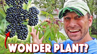 Health Benefits Of Elderberry AND How To Grow The BEST Elderberry Bushes!