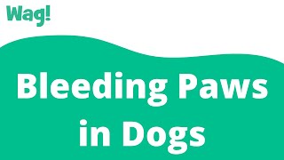 Bleeding Paws in Dogs | Wag