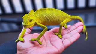 A Chameleon Found & Lost