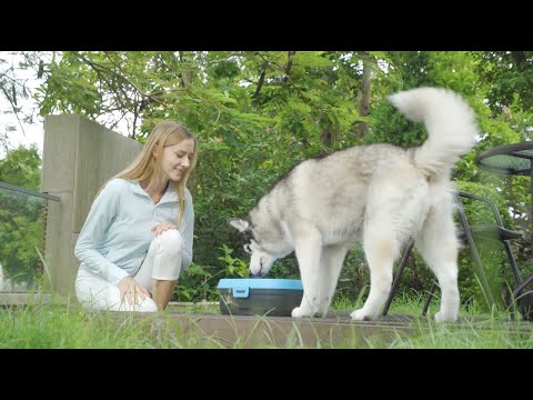 Dog H2O Cordless - No wires, no limits. Place it Anywhere! Battery Operated Pet Water Fountain