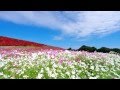 ケ・サラ 人の心は暖かい Che sara