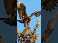 "Eagle Tries to Catch Sleeping Owl in Nest &ndash; Rare Daytime Hunt!#eagles #owl#wildlife