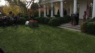 Trump Pardons Thanksgiving Turkeys at the WH