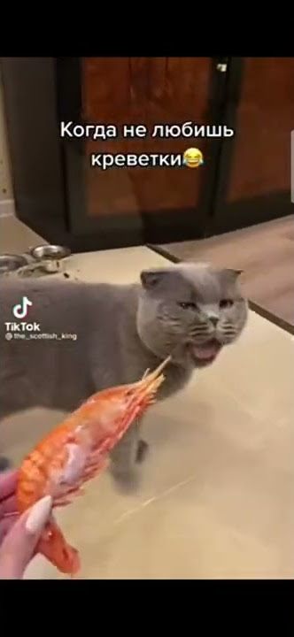 Kucing Mual Oleh Bau Udang 😂 #funnycats
