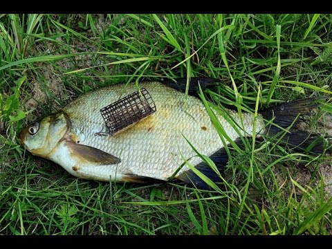 Vídeo: Pesca Alimentadora - Como é?