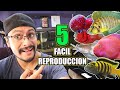 Top 5 peces exticos fciles de reproducir