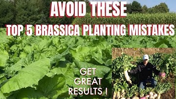 TOP 5 BRASSICA PLOT MISTAKES