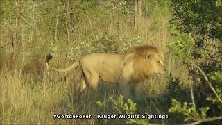 Massive Male Lion Sends Powerful Roars Through the Morning Air