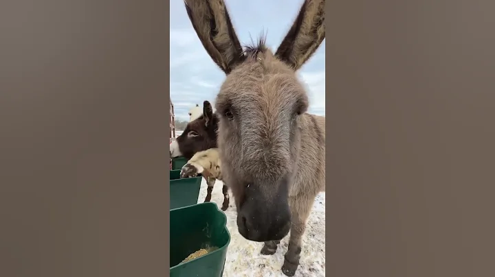 Donkey Diner!
