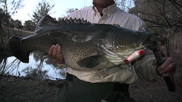 WHOPPER MURRAY COD!
