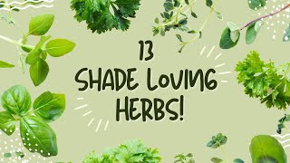 13 Herbs PERFECT for SHADE Garden Spots