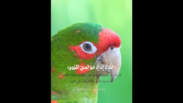 #القارئ_أحمد_خضر سورة ال عمران ستوريات انستا قران كريم تلاوة خاشعة ومؤثرة رمضان مبارك علينا وعليكم ✨