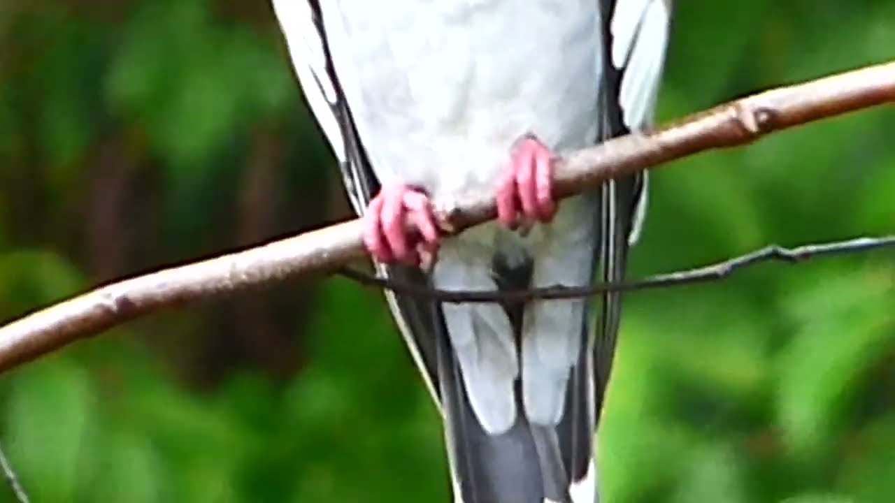 White winged dove under the rain