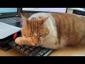 My Big Orange Cat Won't Let Me Work