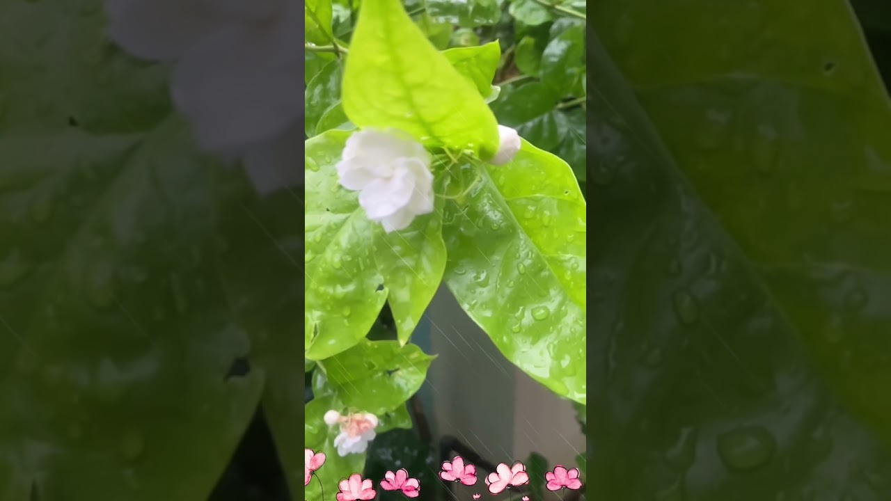A flower’s reply #gardening #garden #terracegardenindia
