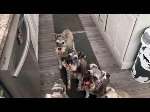 My Stubborn Schnauzer | Life With 7 Schnauzers