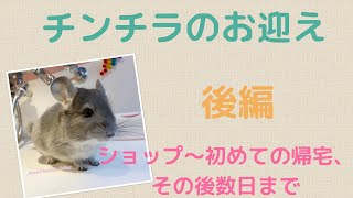 【チンチラ】チンチラのお迎え♪ 後編  初めての帰宅〜その後数日まで